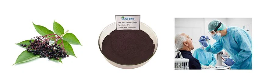 elderberry extract 1 elderberry extract 1
