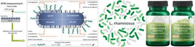 l rhamnosus