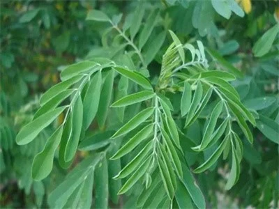 Sophoraflavescens Sophoraflavescens