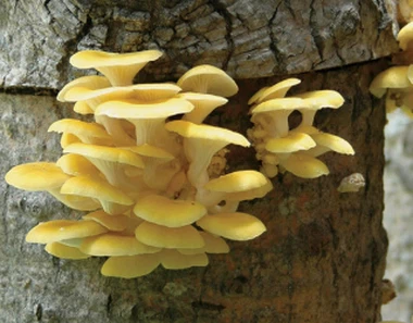 Pleurotus citrinopileatusの栄養価は何ですか?
